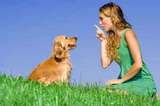 Training dog