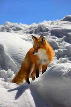Animal Freedom