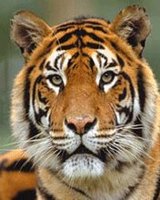 SAVE OUR TIGER