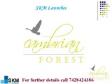 Skm Cambrian forest