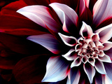 flowers or natures and beatifull natures
