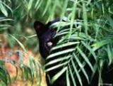 Black Panther's Den