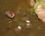 Chestnut Teal