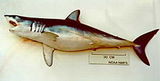 mako shark