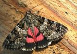Minsmere RSPB reserve