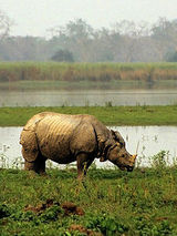 Assam: 18 rhino poachers nabbed