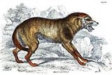 Mexican Wolf