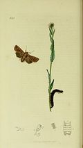 moth