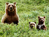 Wild Life