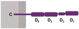 cd4