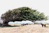 Ka Lae