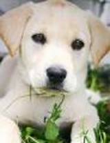 labra dogs