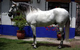 Azteca horse