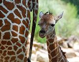 birmingham zoo - Birmingham Zoo