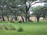 Kilimanjaro Safaris