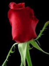 mohit