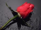 Enjoy your life
