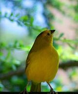 finch
