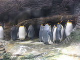 Antwerp Zoo