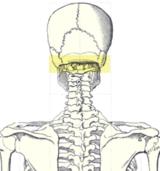 Occipital ridge