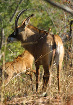 Nature and wildlife