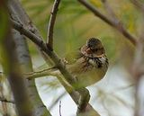 sparrow