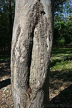 Scarred tree