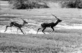 Blackbuck