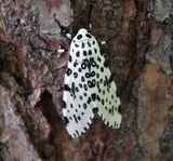 List of Lepidoptera that feed on dandelions
