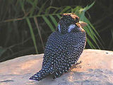 kingfisher - Giant Kingfisher