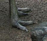 southern cassowary