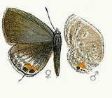 Plains Cupid