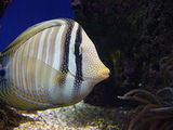 Red Sea sailfin tang