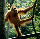 heritage - Tropical Rainforest Heritage of Sumatra