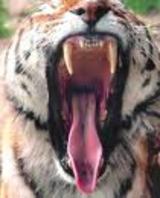 SAVE TIGERS