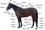 Equine anatomy