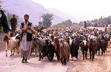 Bakarwal