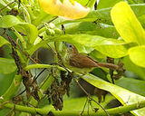 Pin-striped Tit-babbler