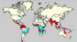 aedes aegypti