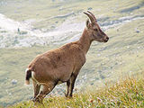 ibex
