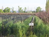 Muscat (grape)
