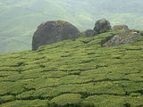 tata tea