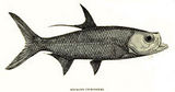 Indo-Pacific tarpon
