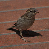 sparrow