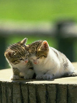 My Friends