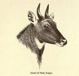 nilgai