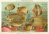 Parma (genus)
