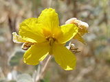 senna