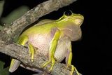 American green tree frog