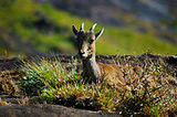nilgiri tahr